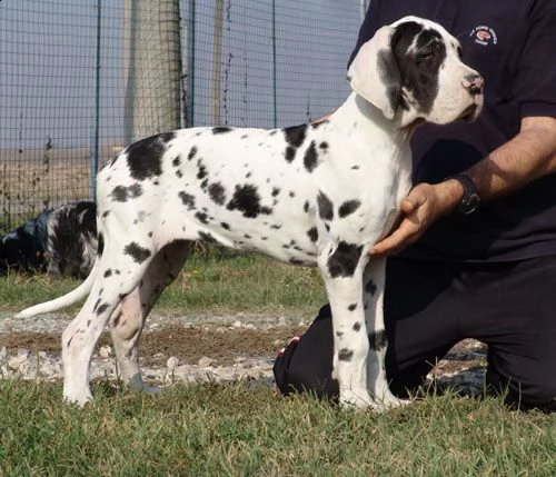  offro in adozione cucciolata di allano prestigiosa e favolosi cucciolato e cucciolata di alano , fa