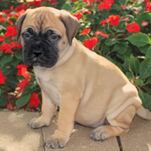 bulldog inglesse cuccioli belli e simpatici. maschio e femmina pronti per una casa affettuosa. per l