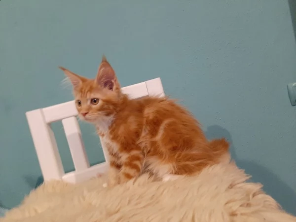  bellissimi  cuccioli maine coon | Foto 0