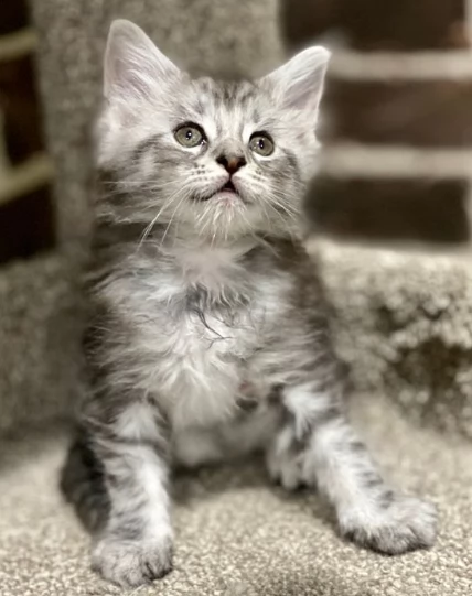 bellissimi  cuccioli maine coon