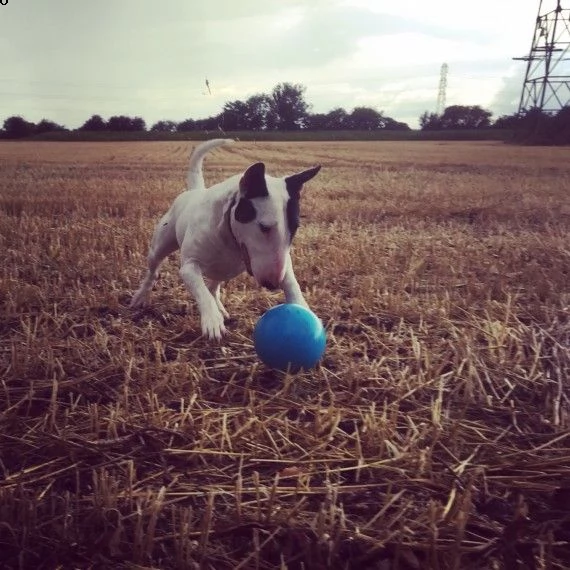 regalo bull terrier cuccioli per l'adozione  abbiamo di razza bull terrier cuccioli per l'adozione.