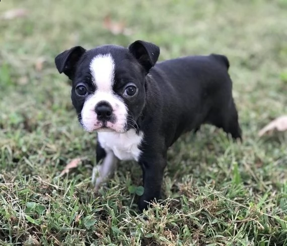 regalo adorabili cuccioli di boston terrier femminucce e maschietti disponibili per l'adozione gratu