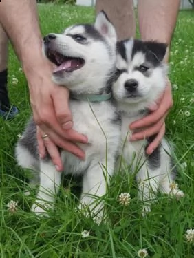  re.ga.lo cuccioli siberian husky uno maschio e femmina due cuccioli siberian husky...... i cuccioli