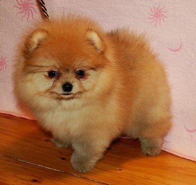 cucciolo di pomerania per regalo | Foto 0