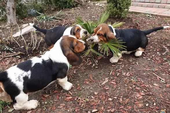 bellissimi cuccioli di bassethound | Foto 0