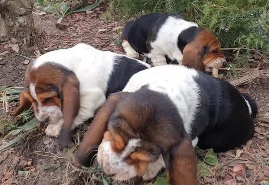 bellissimi cuccioli di bassethound