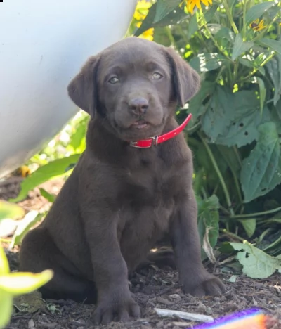 cuccioli labrador retriever pedegree | Foto 2