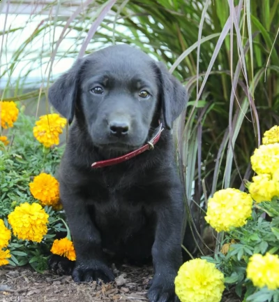 cuccioli labrador retriever pedegree | Foto 1