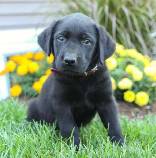 cuccioli labrador retriever pedegree | Foto 0