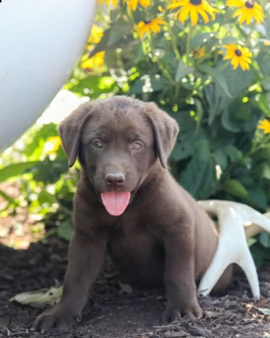 cuccioli labrador retriever pedegree