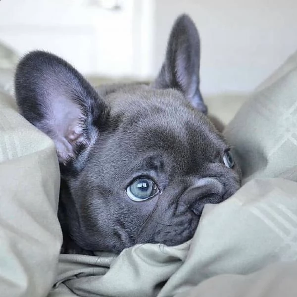 cuccioli di bulldog francese