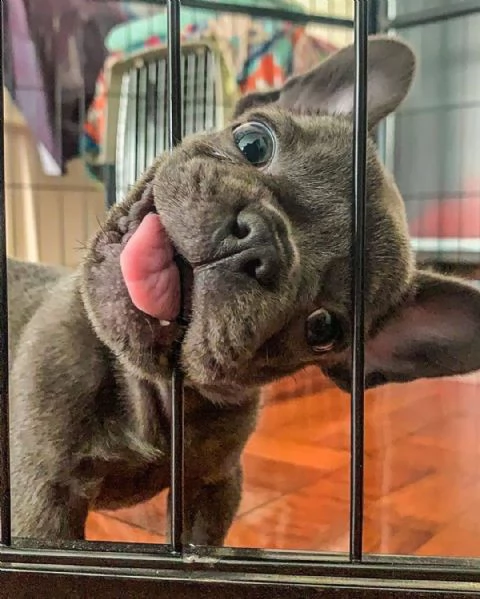 cuccioli di bulldog belli e adorabili