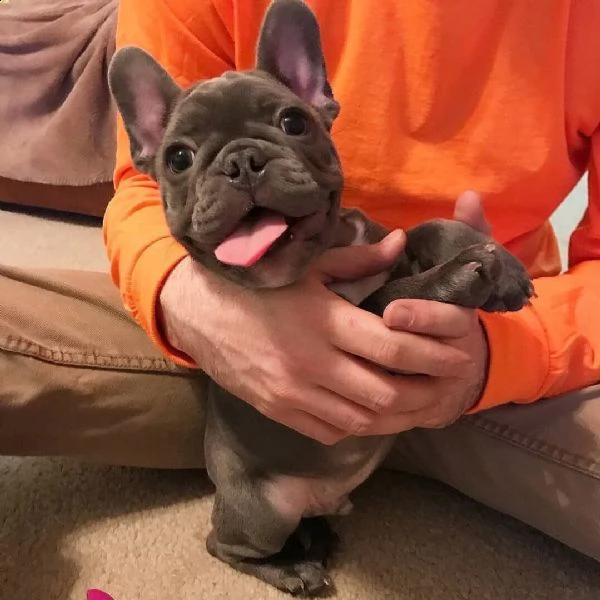 cuccioli di bulldog francese maschi e femmine