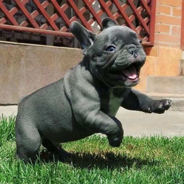 cuccioli bulldog francese **