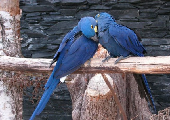  regalo pappagalli casa carino ara giacinto  disponibili allevati a mano in casa con passione e amor