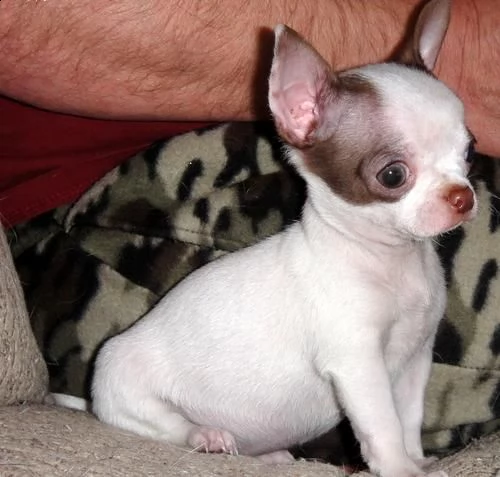 cuccioli di chihuahua