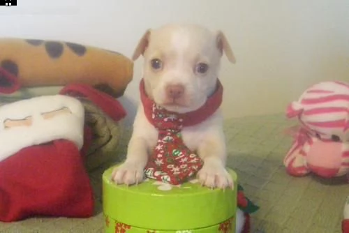 cuccioli di chihuahua | Foto 1