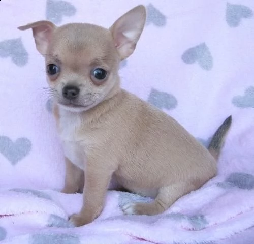 cuccioli di chihuahua | Foto 0