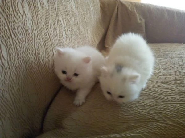  regalo gattini persiani per l'adozione  ho 2 splendide gattino femmine e maschio  persiano, uno è u