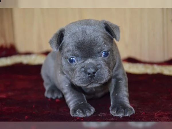 cuccioli di bouledogue francese blu diponible per uno nuvo casa 