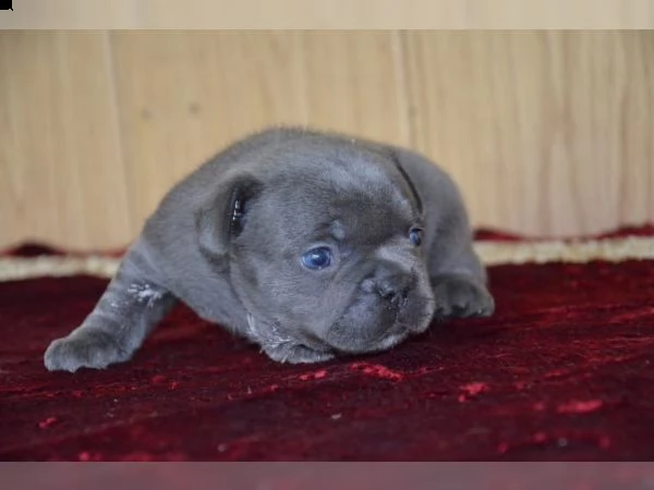 cuccioli di bouledogue francese blu diponible per uno nuvo casa  | Foto 0