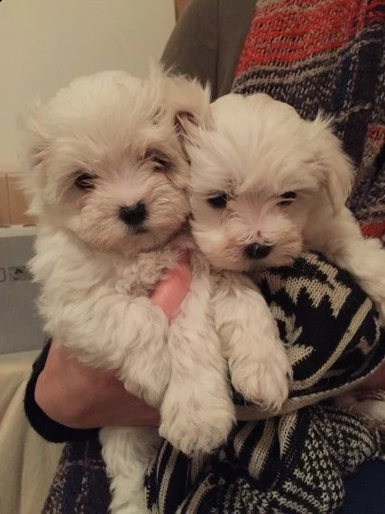 adorabile cucciolo maltese per regalo