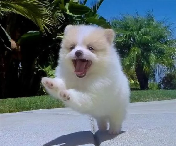regalo pomeranian cuccioli con pedigree...