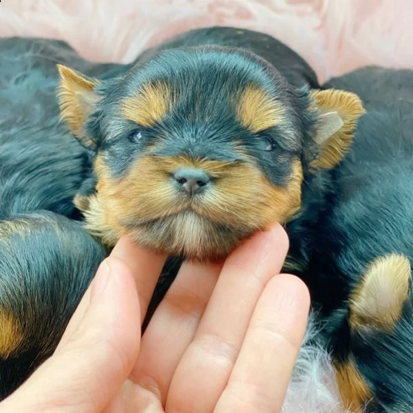 adorabili cuccioli di yorkie in vendita
