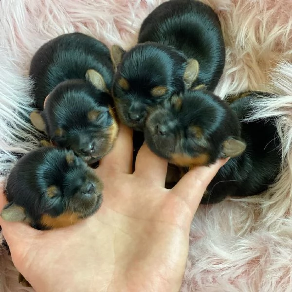 adorabili cuccioli di yorkie in vendita | Foto 1