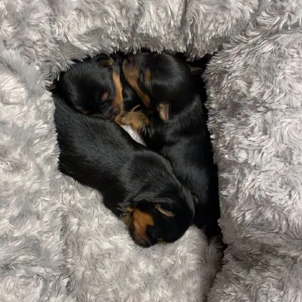 adorabili cuccioli di yorkie in vendita | Foto 0