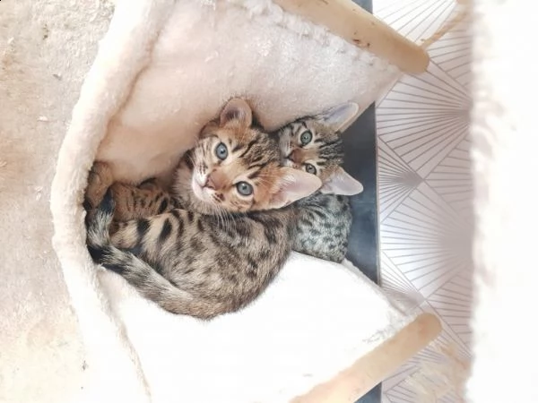 (registrazione ue) bengal kittens in vendita.