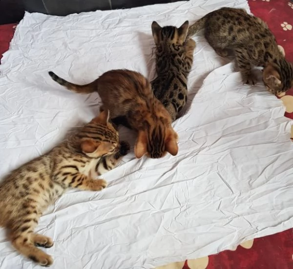 (registrazione ue) bengal kittens in vendita. | Foto 1