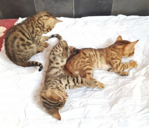 (registrazione ue ) bengal kittens in vendita. | Foto 1