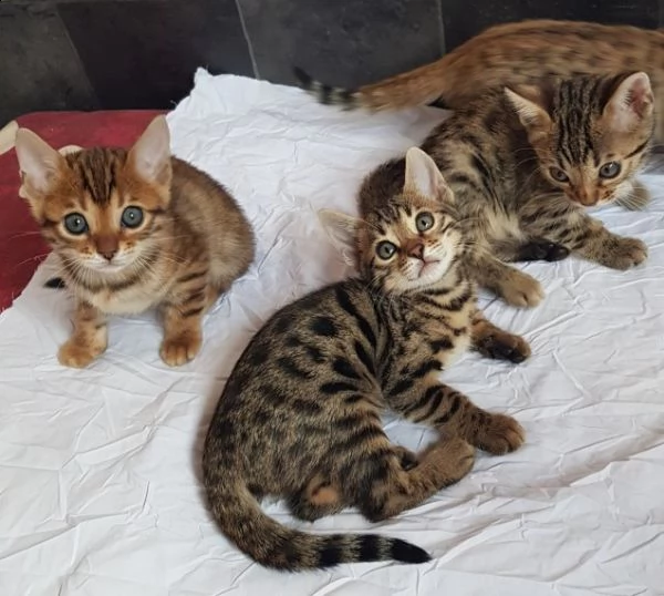 (registrazione ue ) bengal kittens in vendita. | Foto 0