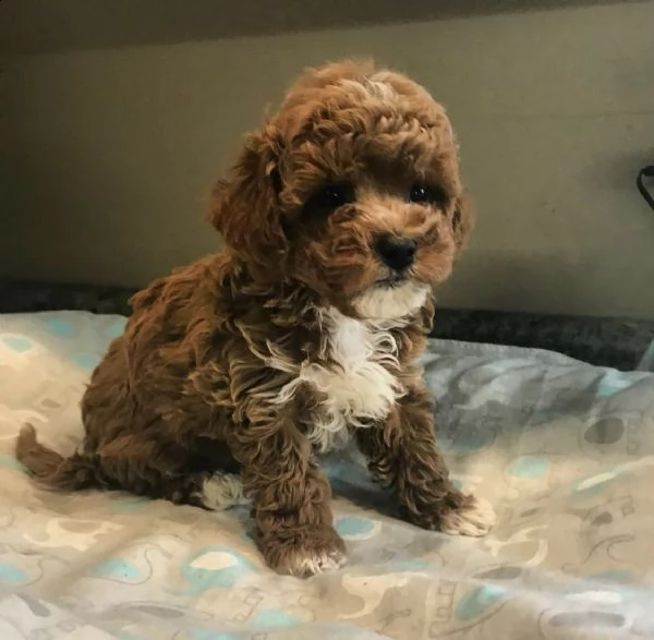 * preciosos cachorros de shih tzu listos para un nuevo hogar * | Foto 3