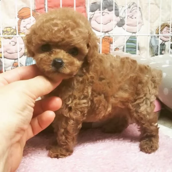 * preciosos cachorros de shih tzu listos para un nuevo hogar * | Foto 2