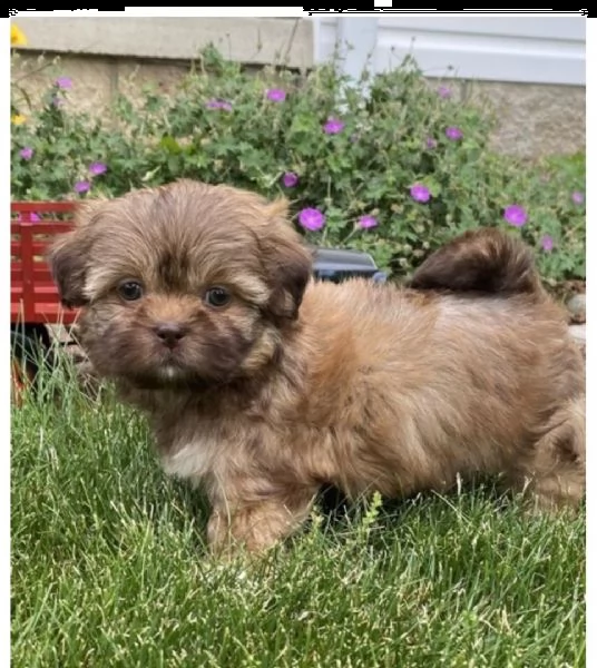 * preciosos cachorros de shih tzu listos para un nuevo hogar * | Foto 1