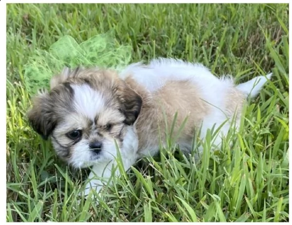 * preciosos cachorros de shih tzu listos para un nuevo hogar * | Foto 0