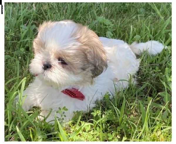 * preciosos cachorros de shih tzu listos para un nuevo hogar *