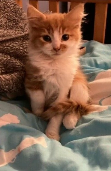 maine coon gattini  | Foto 0