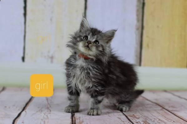 gattini maine coon di 75 giorni | Foto 0