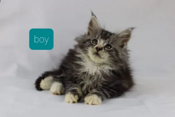 gattini maine coon di 75 giorni