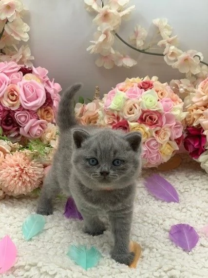 splendidi cuccioli british shorthair | Foto 0