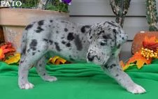  adorabili cuccioli alano femminucce e maschietti disponibili i cuccioli sono vaccinati sverminati c