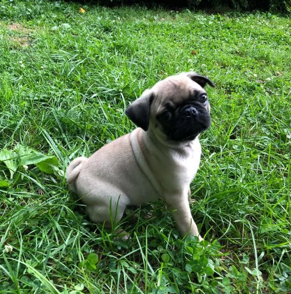 splendidi cuccioli di pug pronti ora! chiedi informazioni sulle nostre opzioni di finanziamento!