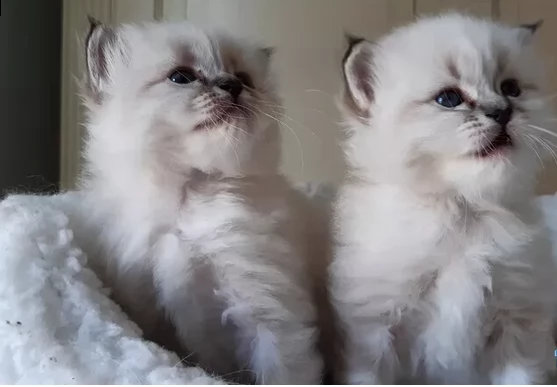 dolcissimi gatto sacro di birmania | Foto 0