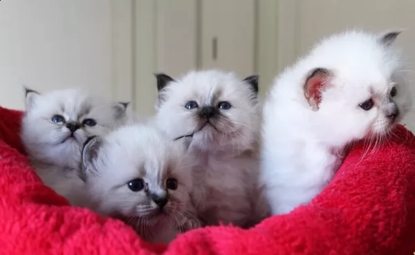 dolcissimi gatto sacro di birmania