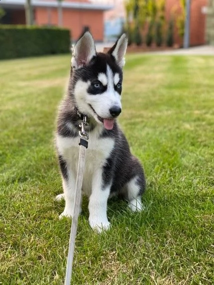 siberian husky cucciolino di 3 mesi | Foto 2