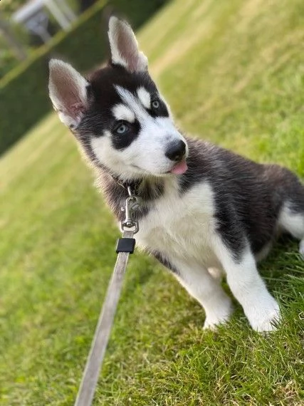 siberian husky cucciolino di 3 mesi | Foto 1