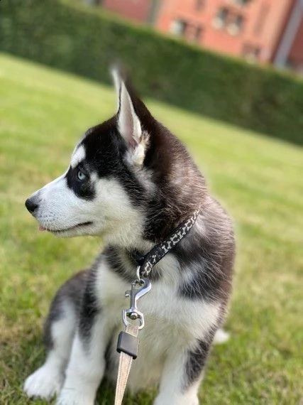 siberian husky cucciolino di 3 mesi | Foto 0